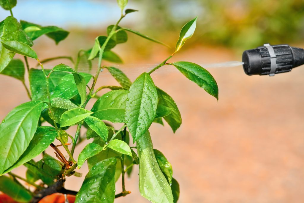 Tree Services to Keep Your Property Pest Free this Spring