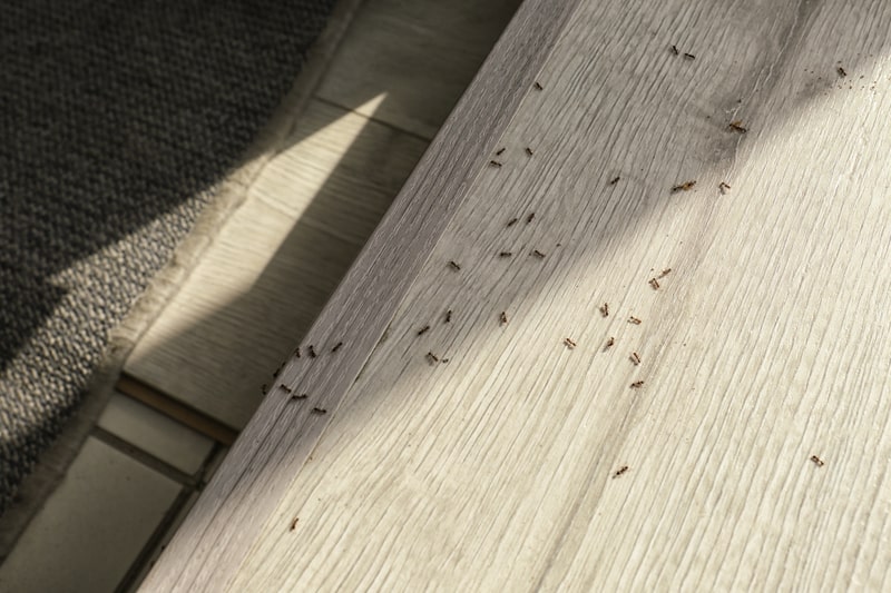 What Does An Ant Infestation Tell You About Your Home
