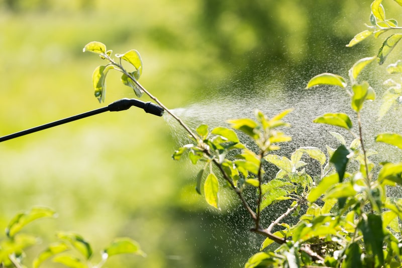 Tree Spraying