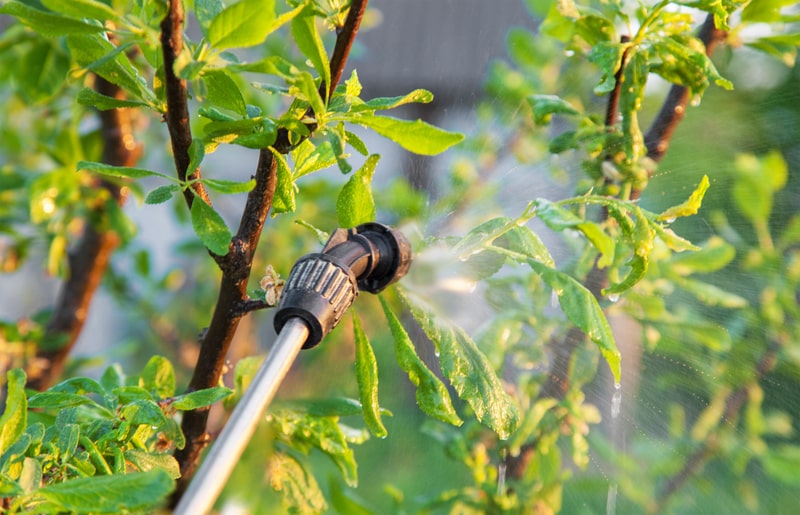 Benefits of Tree Spraying for Insect/Pest Control