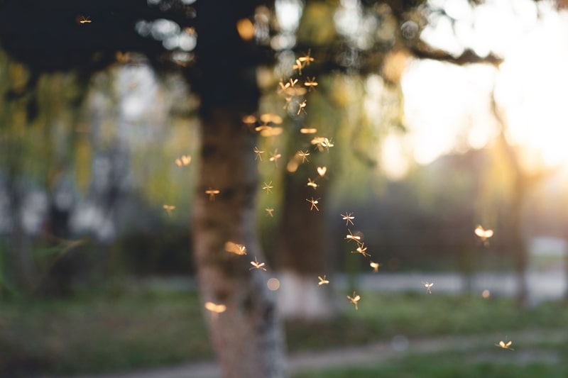 Connection Between Fall Weather and Mosquito Activity