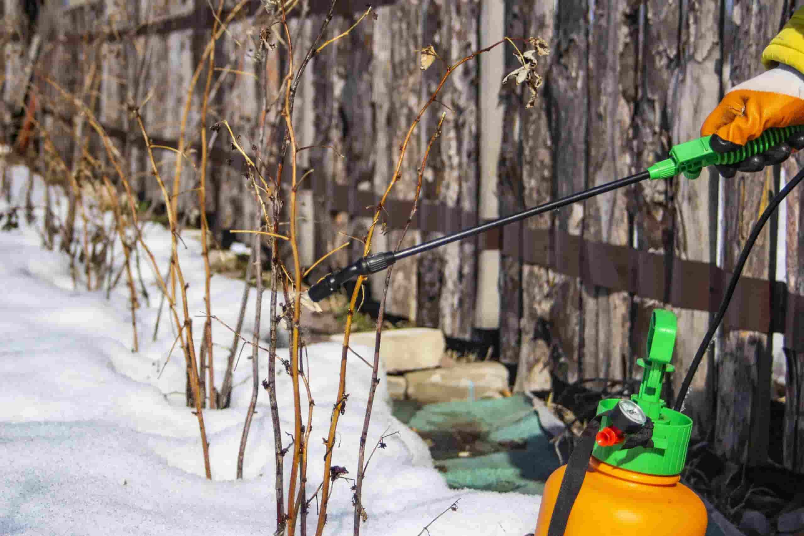 The Role of Tree Spraying in Preparing for Winter