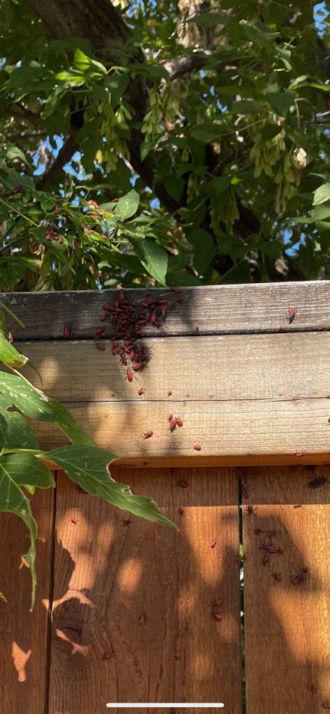 How Weather Affects Pest Activity