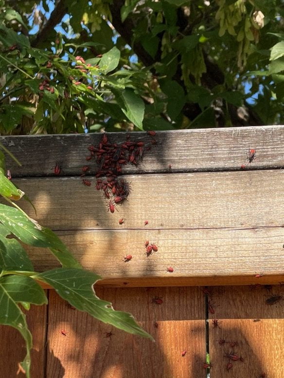 How Weather Affects Pest Activity