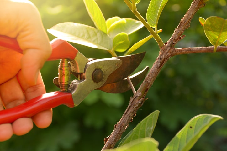 Preparing Your Trees for Winter: Tips and Strategies