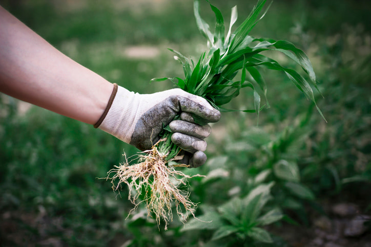 how to control pests in the garden