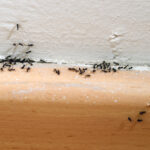 Ant Infestation