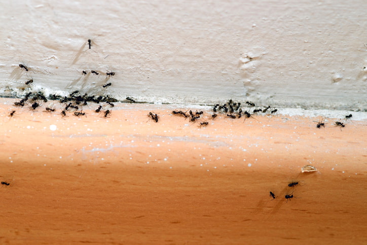 Ant Infestation