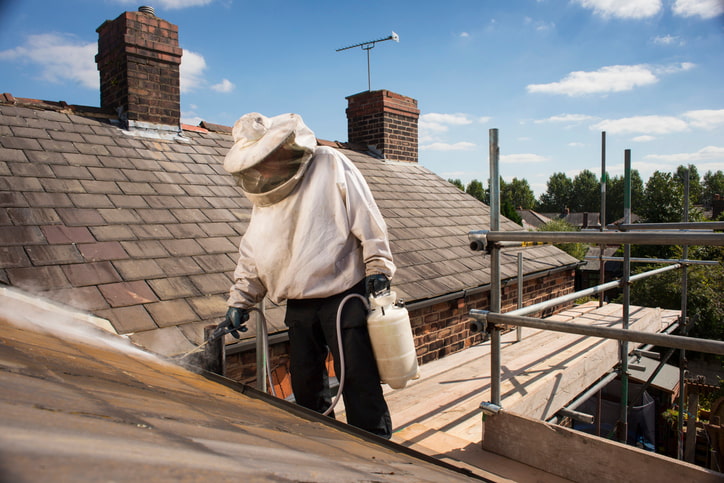 pest control takes care of wasps nest on roofline