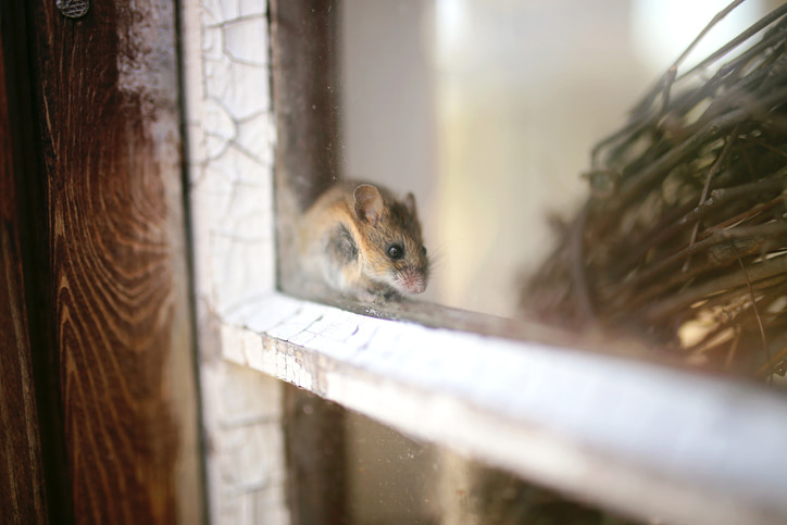 rodents in winter