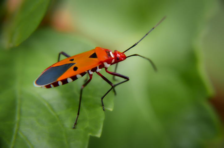 A maple bug on a leaf, finding food to eat.