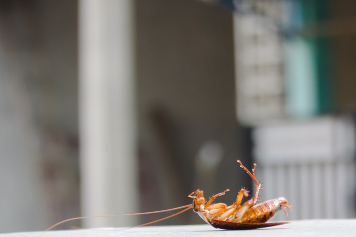 Calgary Commercial Cockroach Control