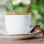 A cockroach on your coffee cup is a clear sign of a pest infestation in your home—something you shouldn’t ignore.