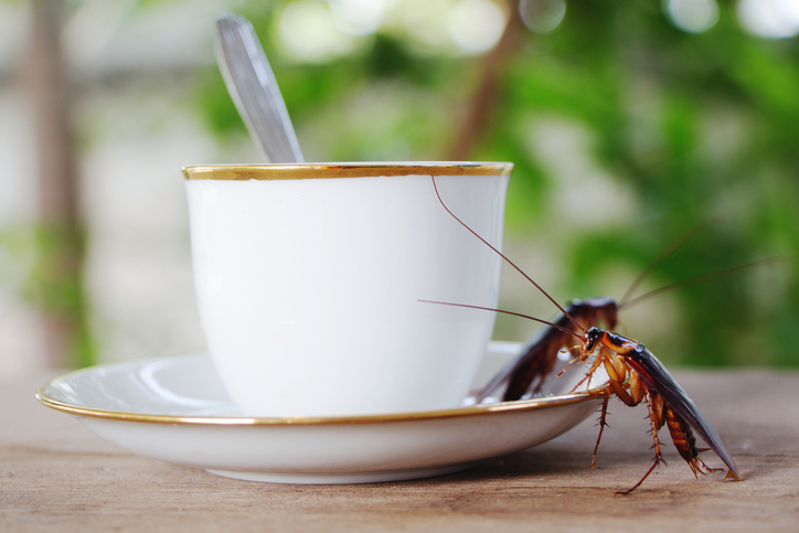 A cockroach on your coffee cup is a clear sign of a pest infestation in your home—something you shouldn’t ignore.