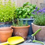Aromatic plants are great for naturally repelling pests in your garden.