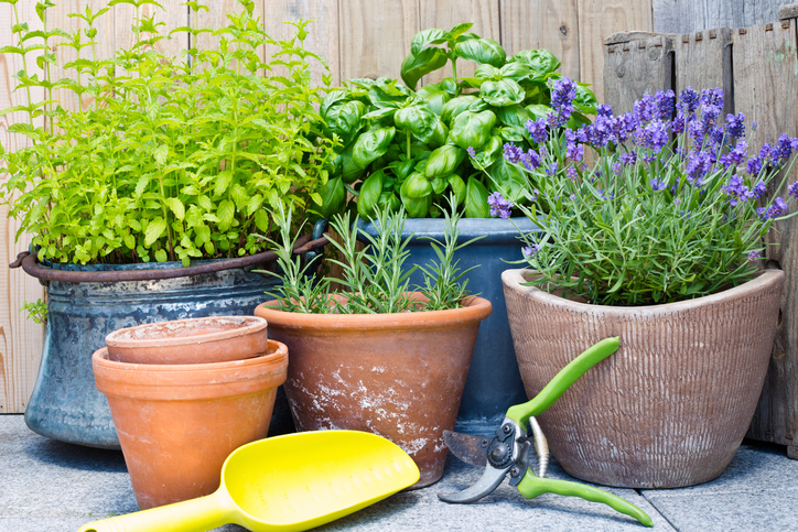 Aromatic plants are great for naturally repelling pests in your garden.