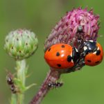 A ladybug on the flower shows the impact of pests on Calgary's local ecosystem.