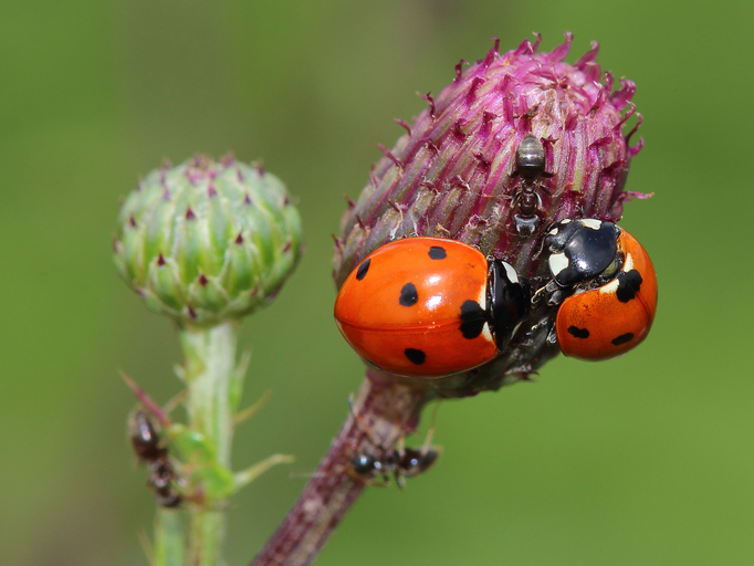 A ladybug on the flower shows the impact of pests on Calgary's local ecosystem.