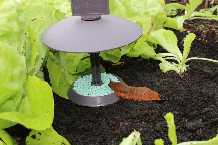 A snail or slug trap serves as an eco-friendly pest control solution for the environmentally conscious homeowner.