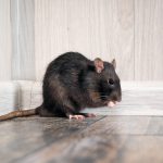 A photo shows how to find out where rodent entry points.