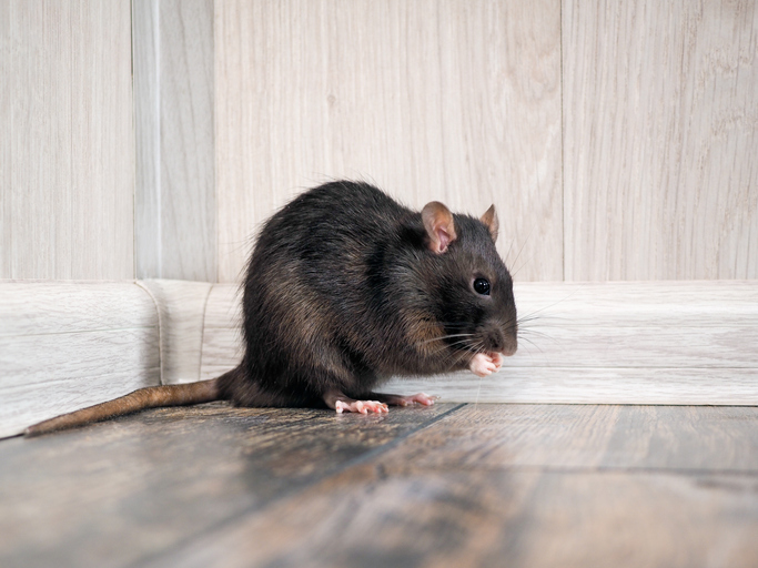 A photo shows how to find out where rodent entry points.