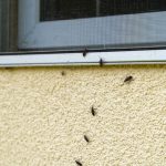A properly sealed window to keep your home pest-free during renovations.