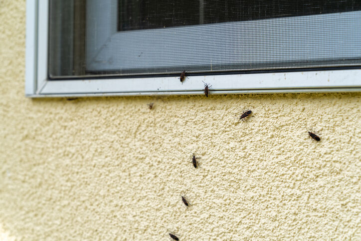 A properly sealed window to keep your home pest-free during renovations.