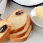 Cockroaches on Bread Showing the Effects of Pests and Rodents on Human Health