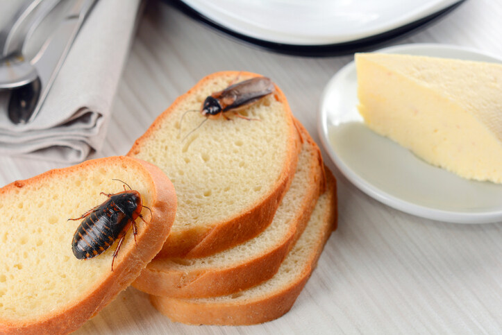 Cockroaches on Bread Showing the Effects of Pests and Rodents on Human Health