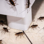 A cluster of cockroaches congregating around a kitchen appliance base, illustrating why homeowners need proactive pest control in the winter to eliminate hidden indoor populations.