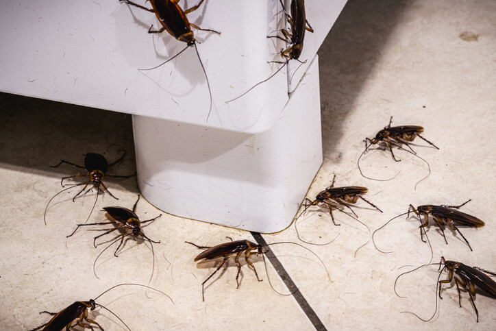 A cluster of cockroaches congregating around a kitchen appliance base, illustrating why homeowners need proactive pest control in the winter to eliminate hidden indoor populations.