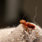 How long after pest control do bugs die shown by dead bed bugs and pest debris on fabric after treatment.