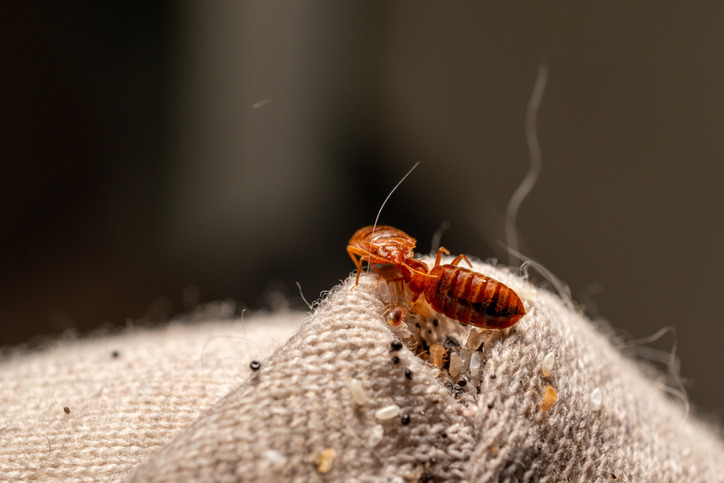 How long after pest control do bugs die shown by dead bed bugs and pest debris on fabric after treatment.