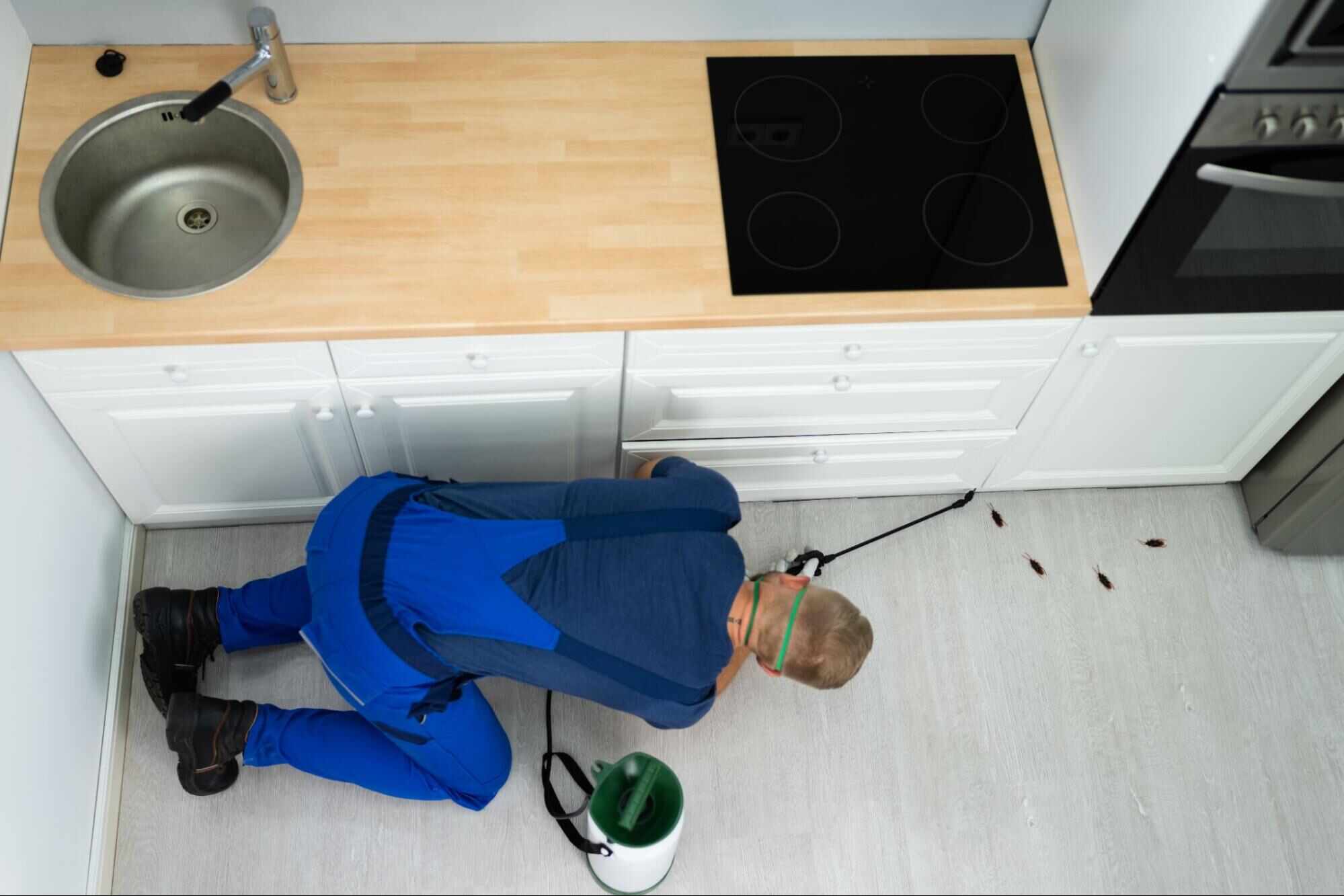 Licensed pest control technician inspecting a kitchen for cockroach activity, demonstrating the professional expertise and thorough inspections homeowners should look for when choosing the right pest control company.