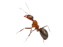 ant-300x225