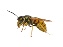 bees-wasp-300x225