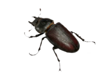 beetle-300x225