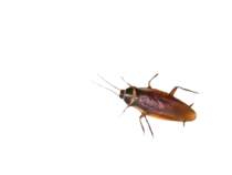 cockroach-300x225