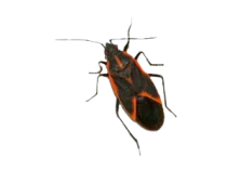 maplebug-300x225