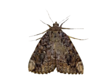 moth-300x225